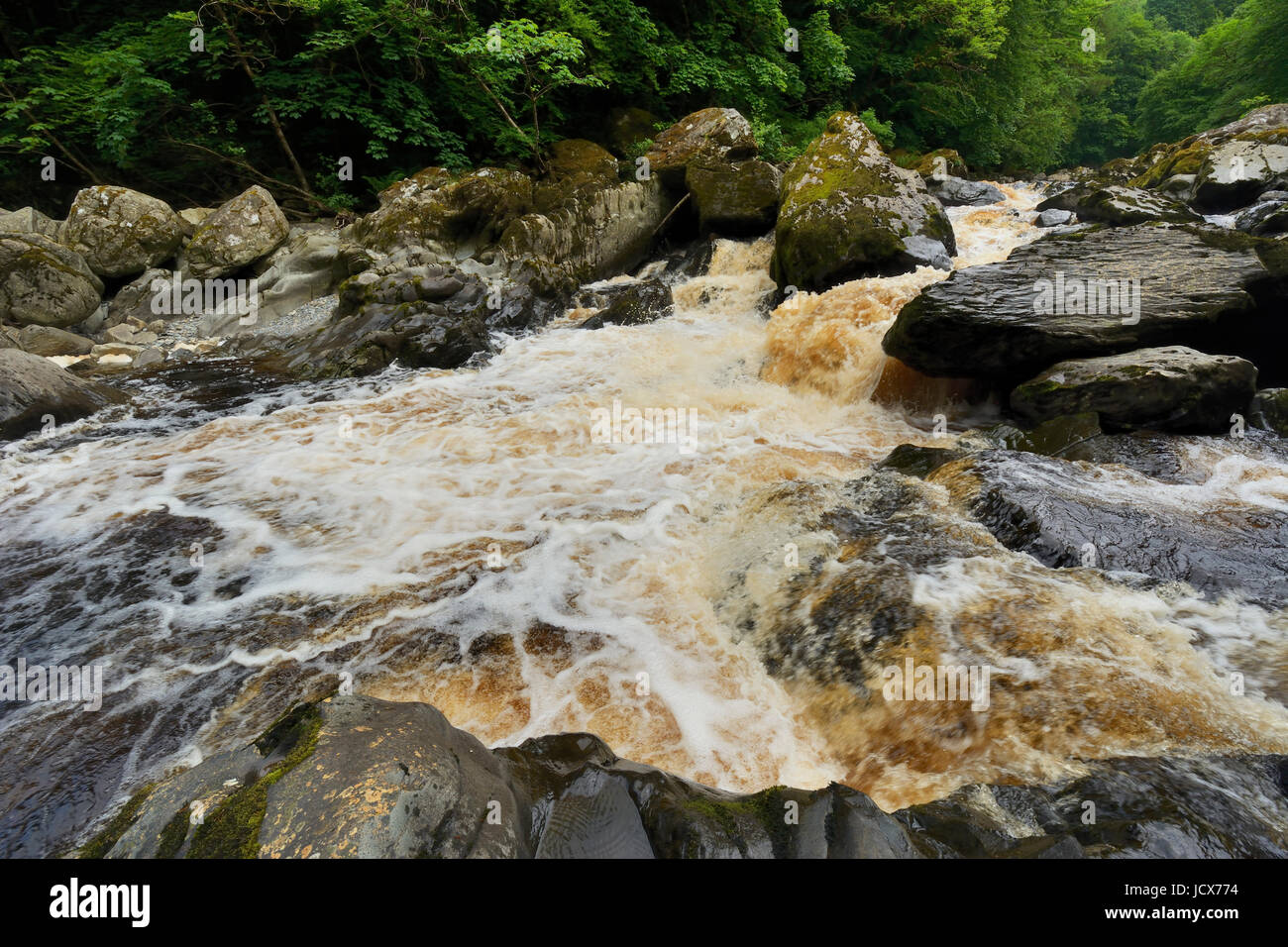 Afon Conwy in Flut nach längerer Regen. - Fluss Conway in der Nähe von Conway fällt, Betws-y-Coed in Nordwales. Stockfoto