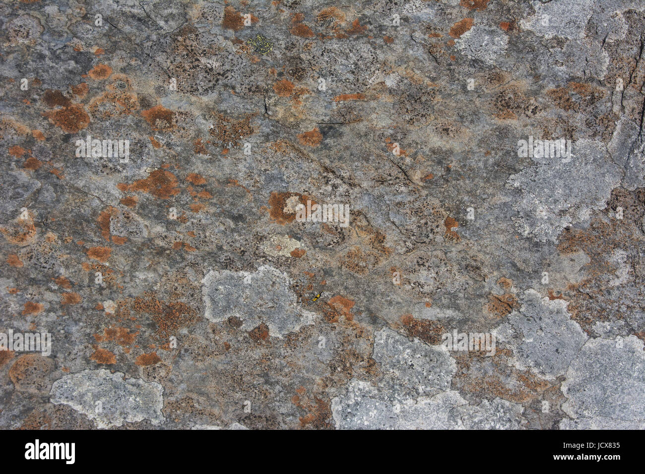 Rock und Flechten Muster und Texturen für Hintergrundbilder Stockfoto