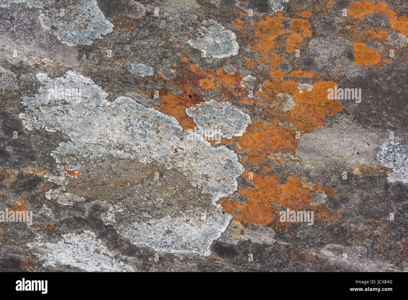Rock und Flechten Muster und Texturen für Hintergrundbilder Stockfoto