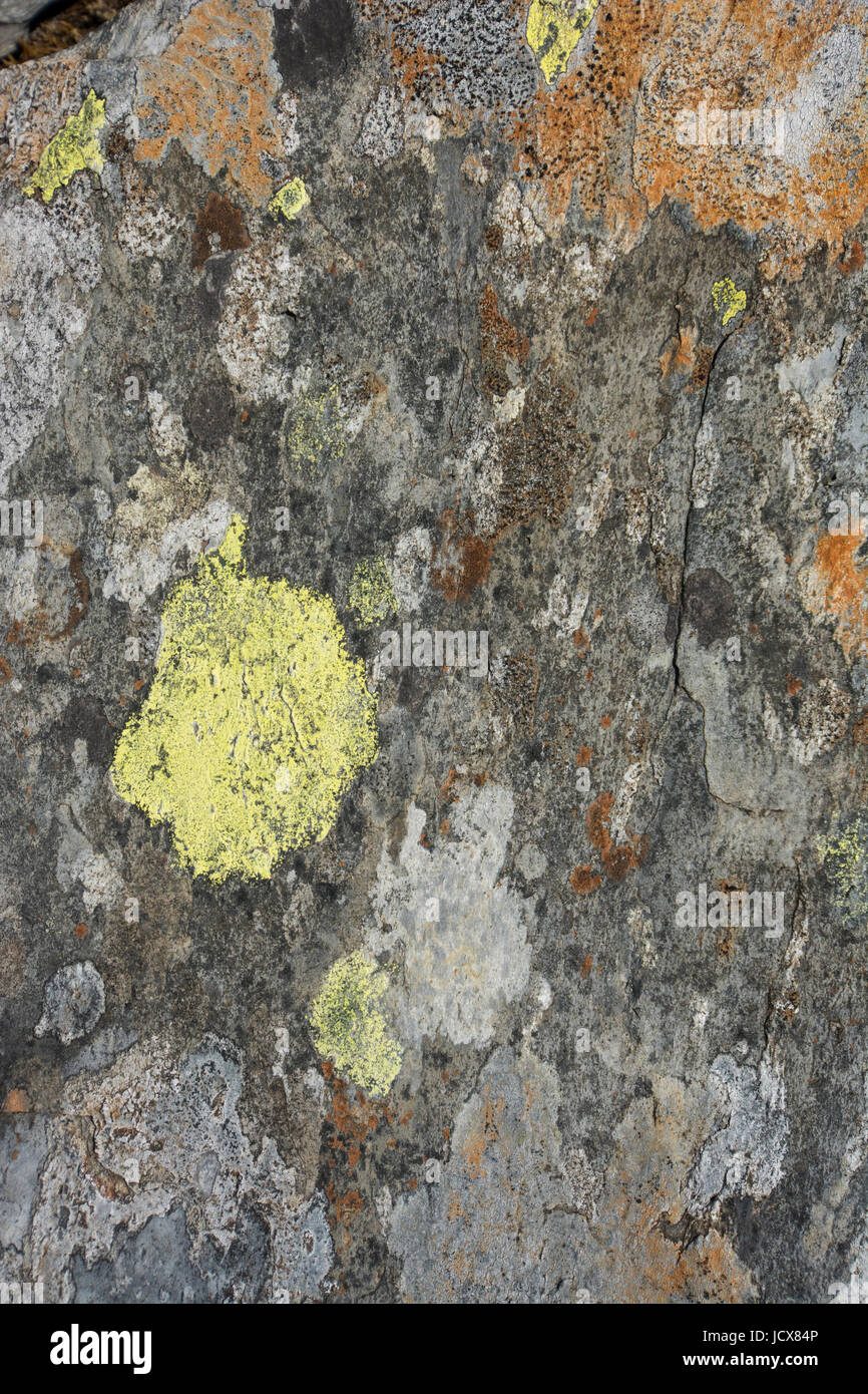Rock und Flechten Muster und Texturen für Hintergrundbilder Stockfoto