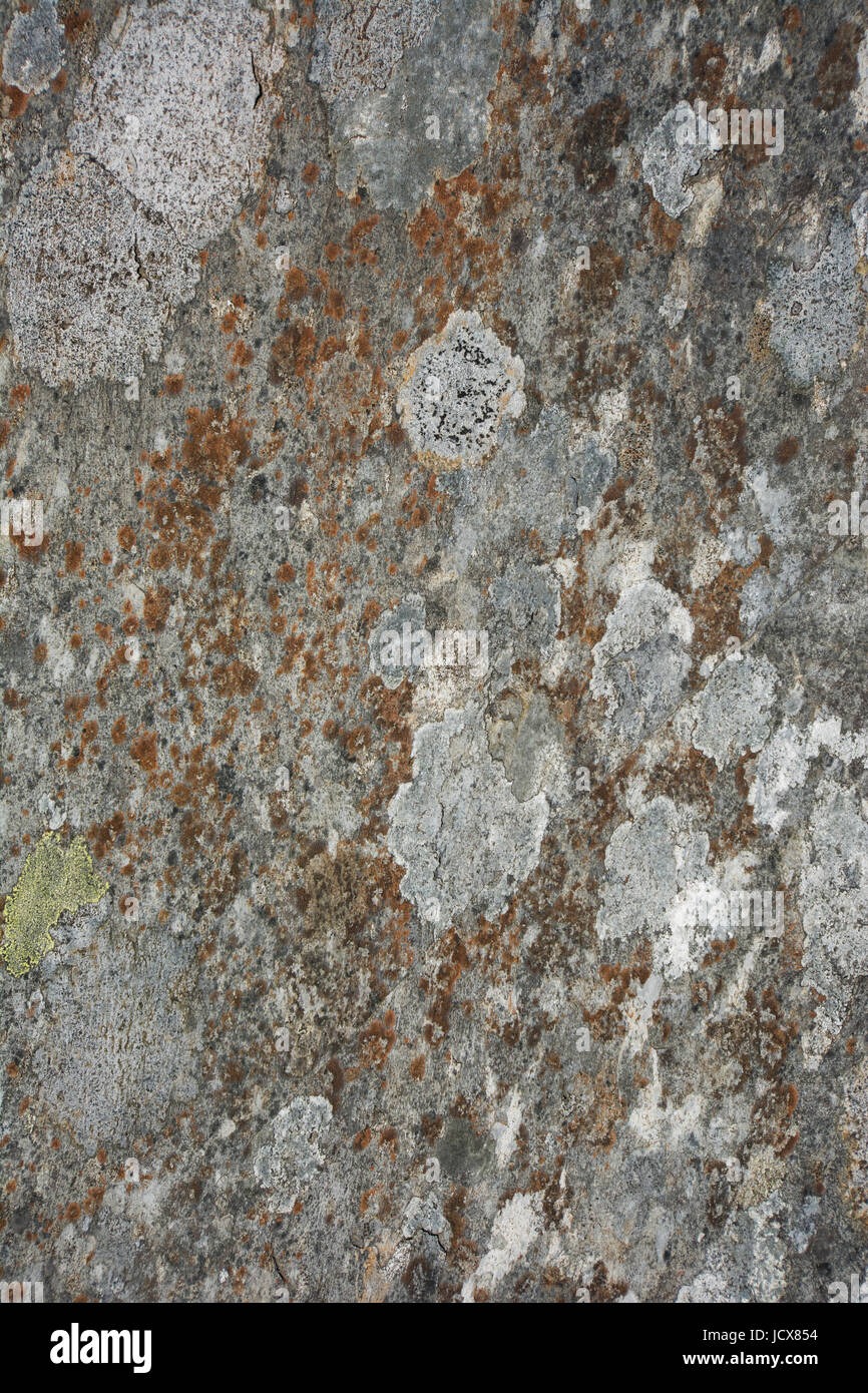 Rock und Flechten Muster und Texturen für Hintergrundbilder Stockfoto
