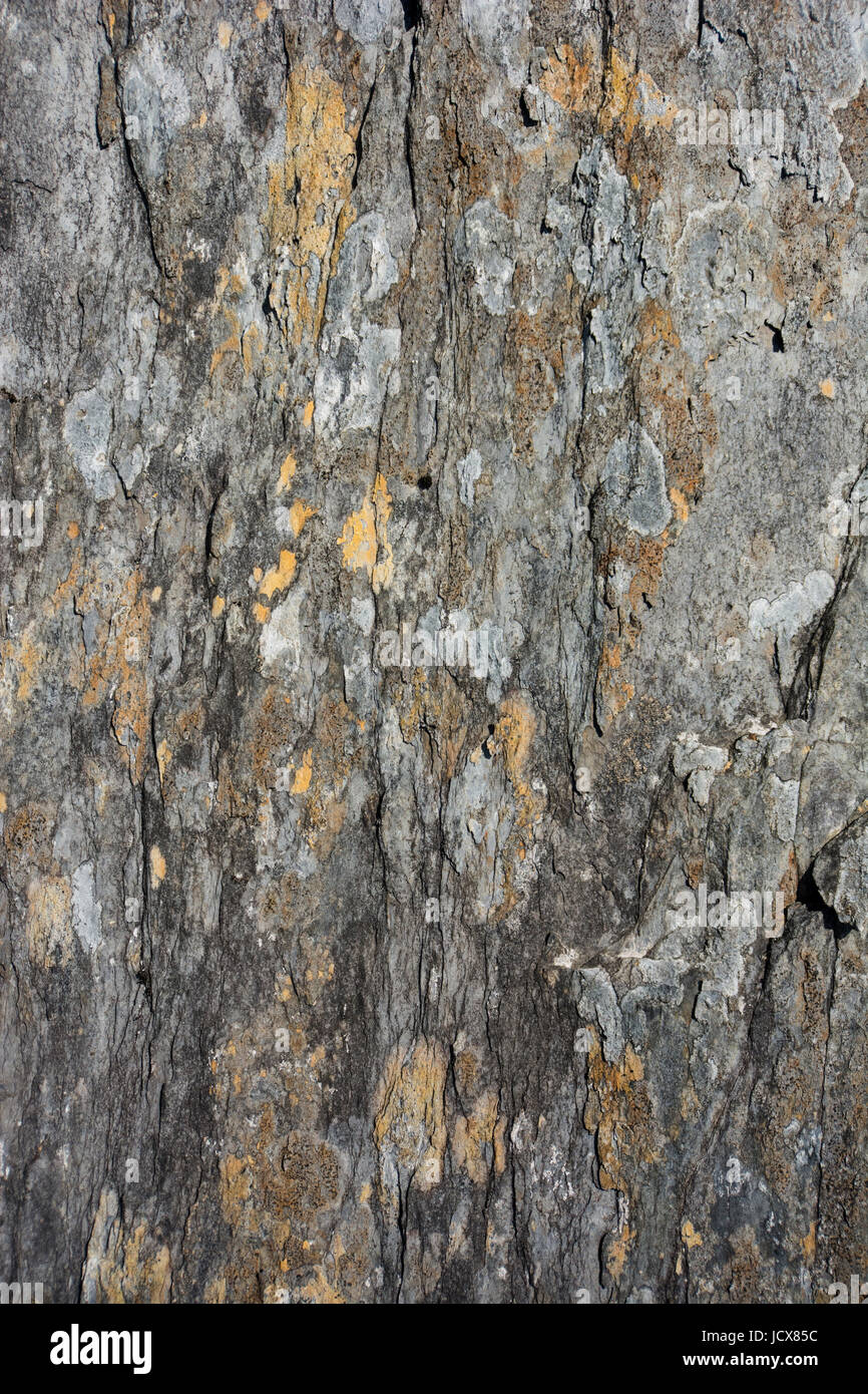 Rock und Flechten Muster und Texturen für Hintergrundbilder Stockfoto