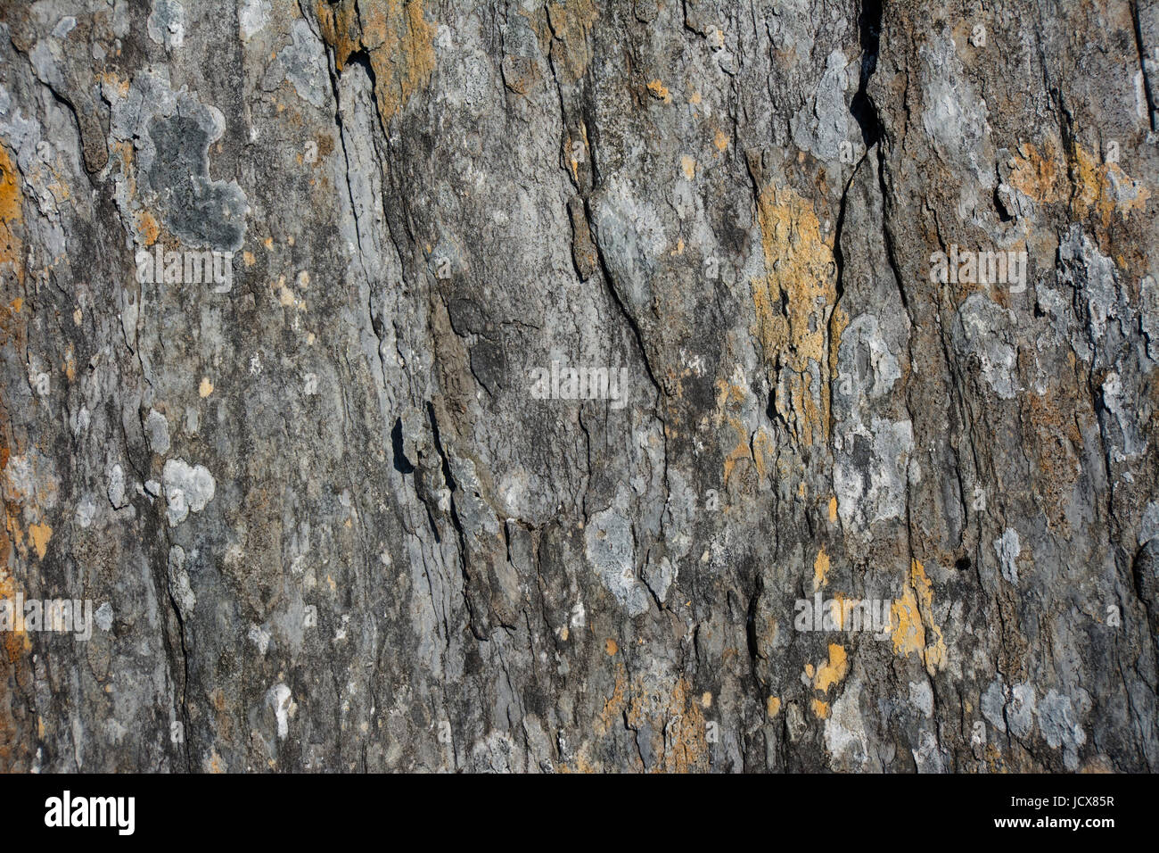Rock und Flechten Muster und Texturen für Hintergrundbilder Stockfoto