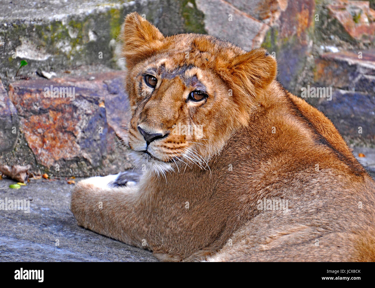 Lion Stockfoto