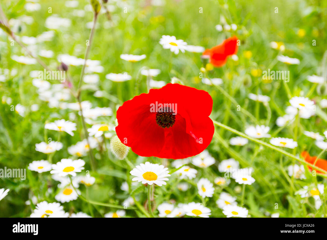 Feld mohn flandern mohn rote mohnblume -Fotos und -Bildmaterial in ...