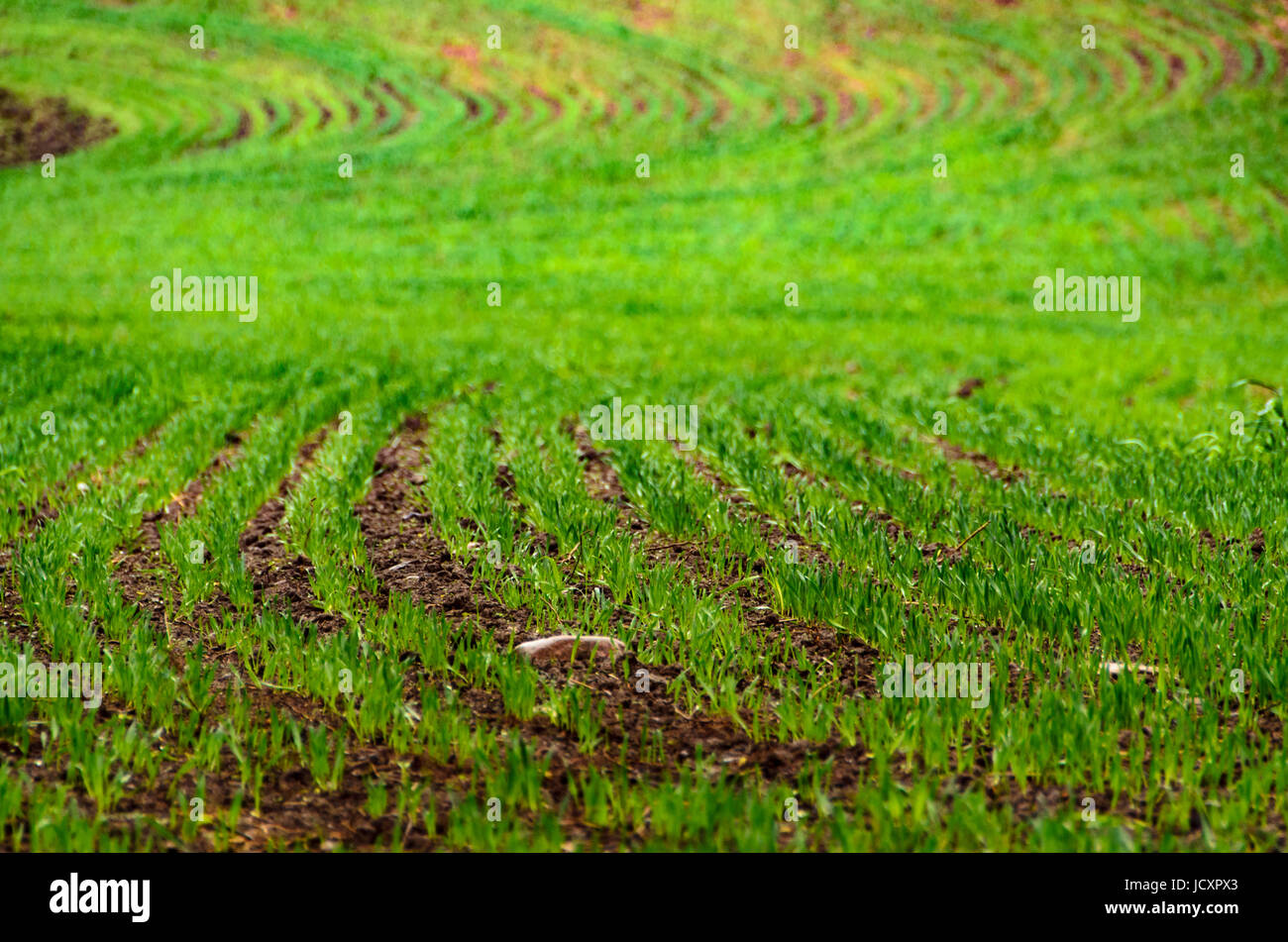 Kleine Sproats der Hafer in einem Feld Stockfoto