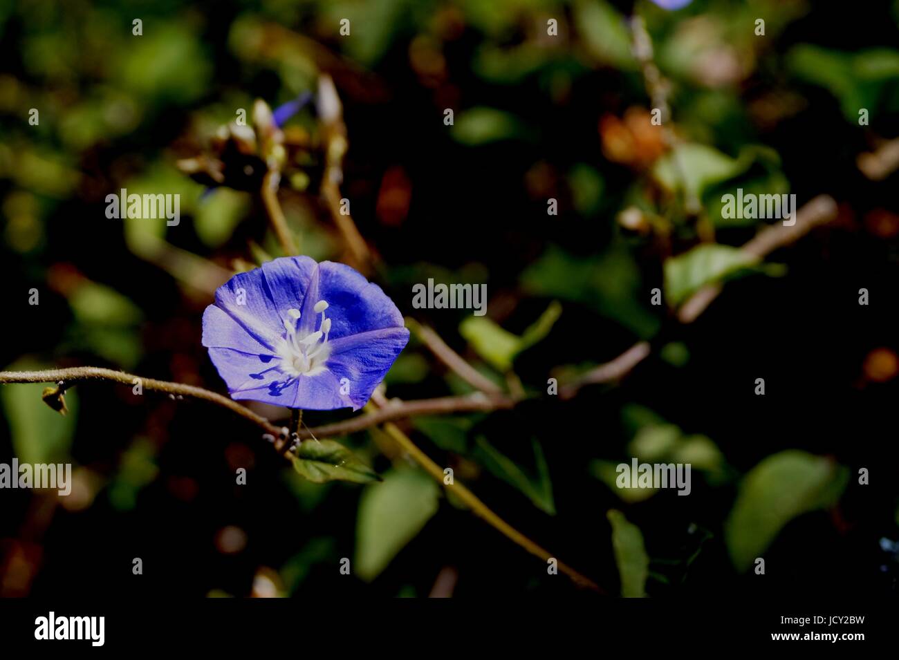 Blaue Blume Cerrado Stockfoto