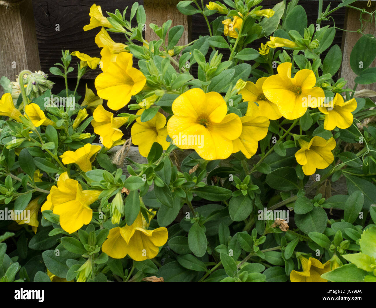 Calibrachoa Kabarett tief gelb in voller Blüte Stockfoto