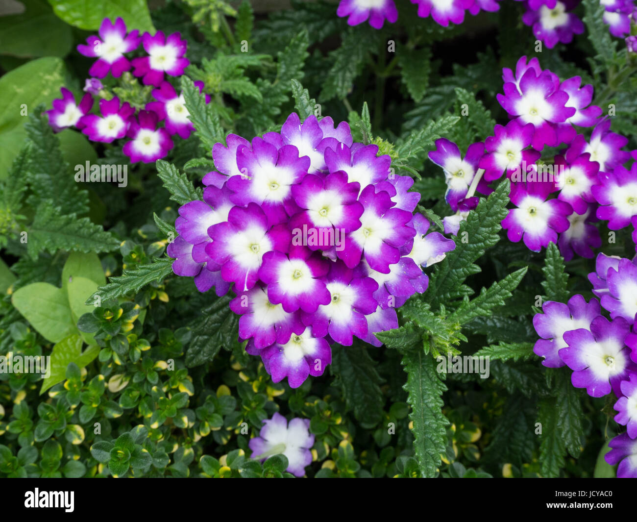 Nahaufnahme der Blüten der Verbene Aztec violett Wink Stockfoto