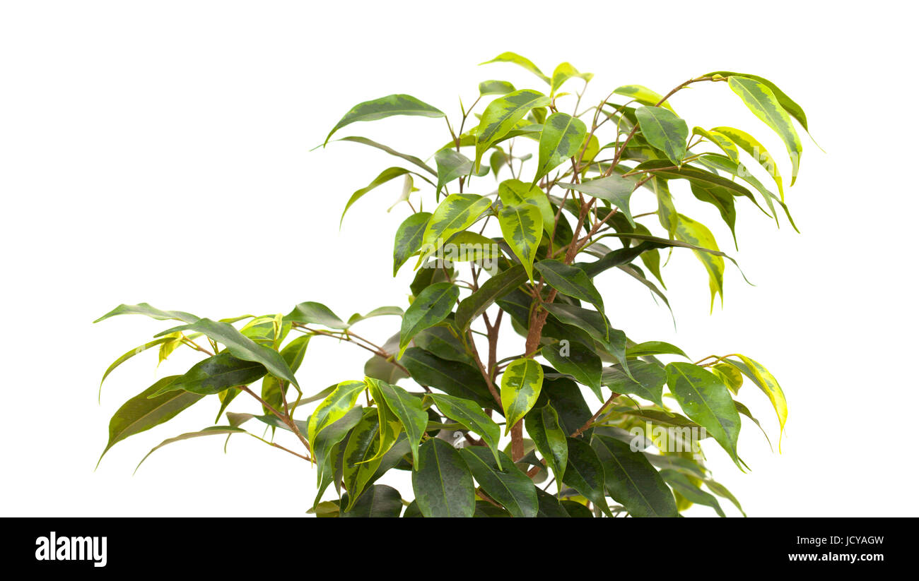 Weeping Fig Zimmerpflanze isoliert auf weißem Hintergrund Stockfoto