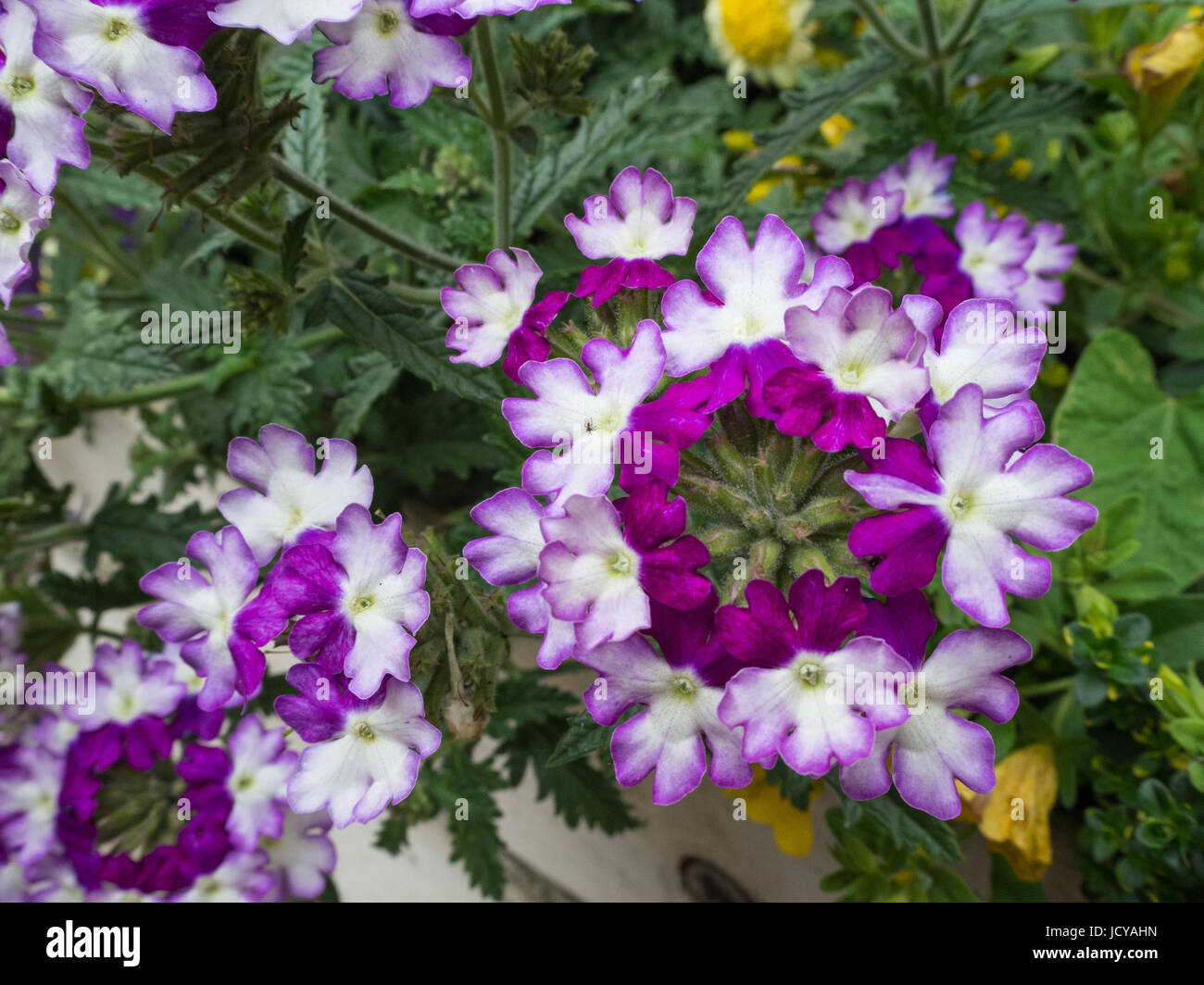 Nahaufnahme der Blüten von Eisenkraut funkeln dunkelviolett Stockfoto