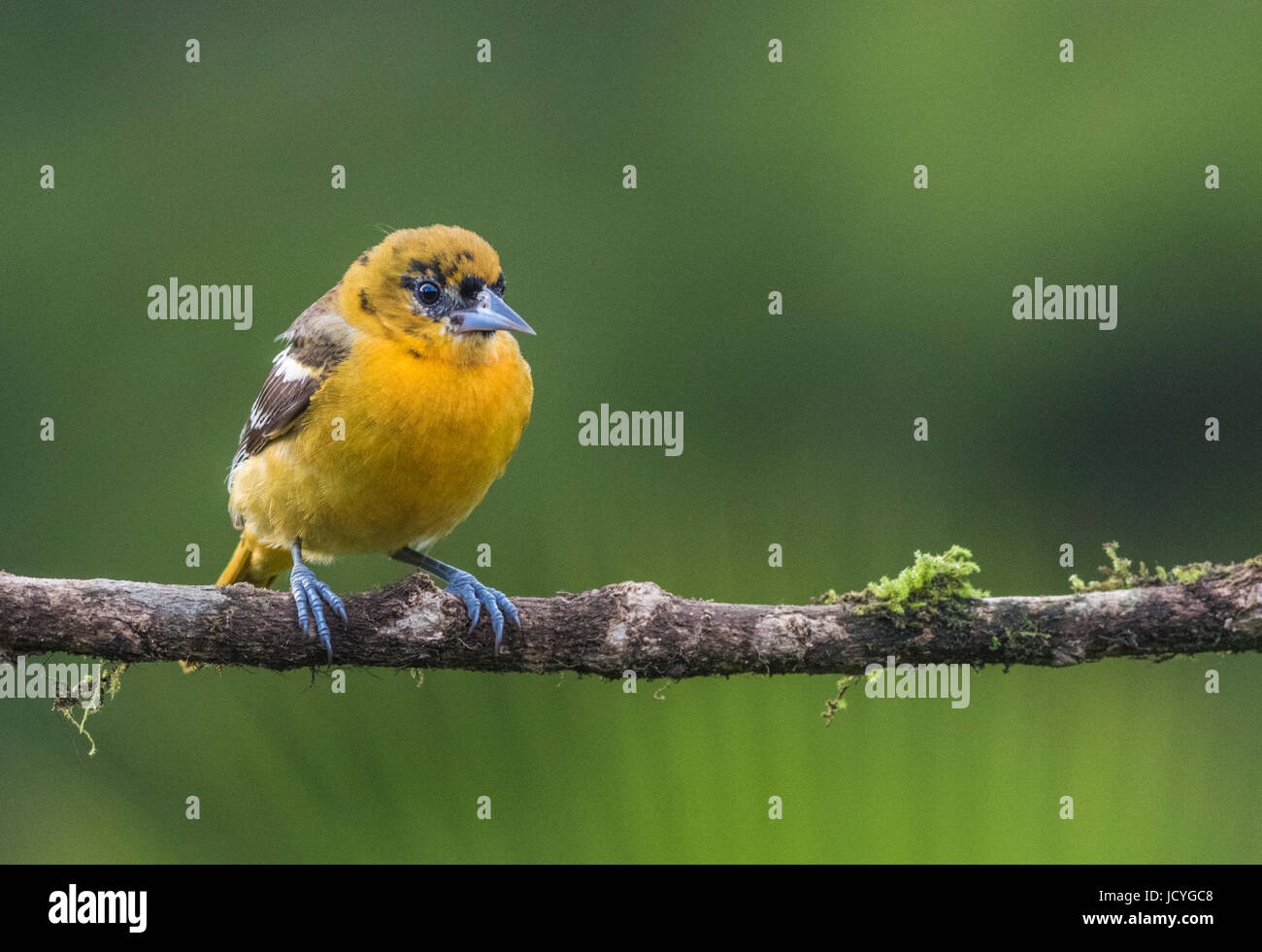 Baltimore Oriole, Ikterus Galbula sitzt in einem Baum am Laguna del Lagarto, Boca Tapada, San Carlos, Costa Rica Stockfoto