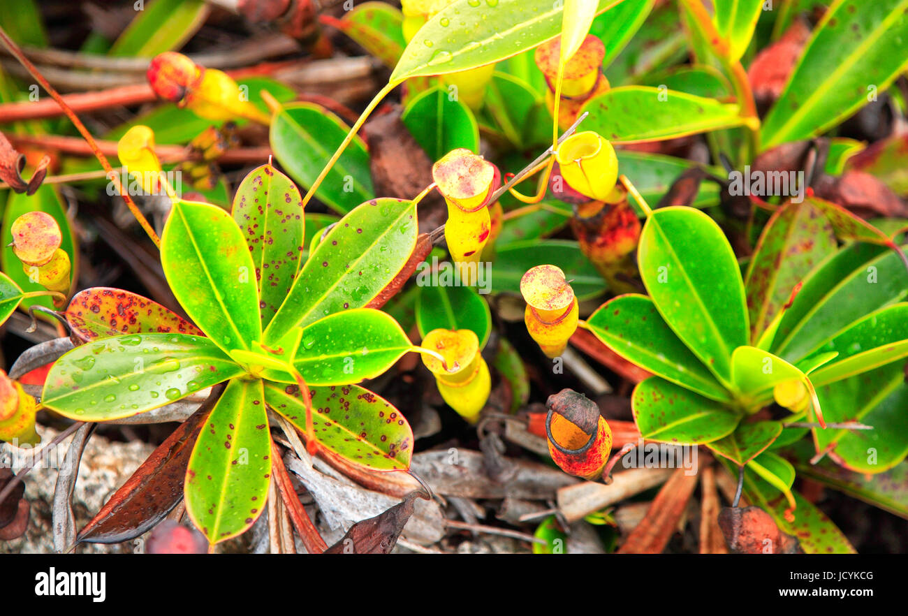 Tropischen Kannenpflanzen Nepenthes, Insel Mahé, Seychellen.  Nepenthes, auch bekannt als tropischen Kannenpflanzen oder Affe Tassen oder Zuckerrohr planen Stockfoto