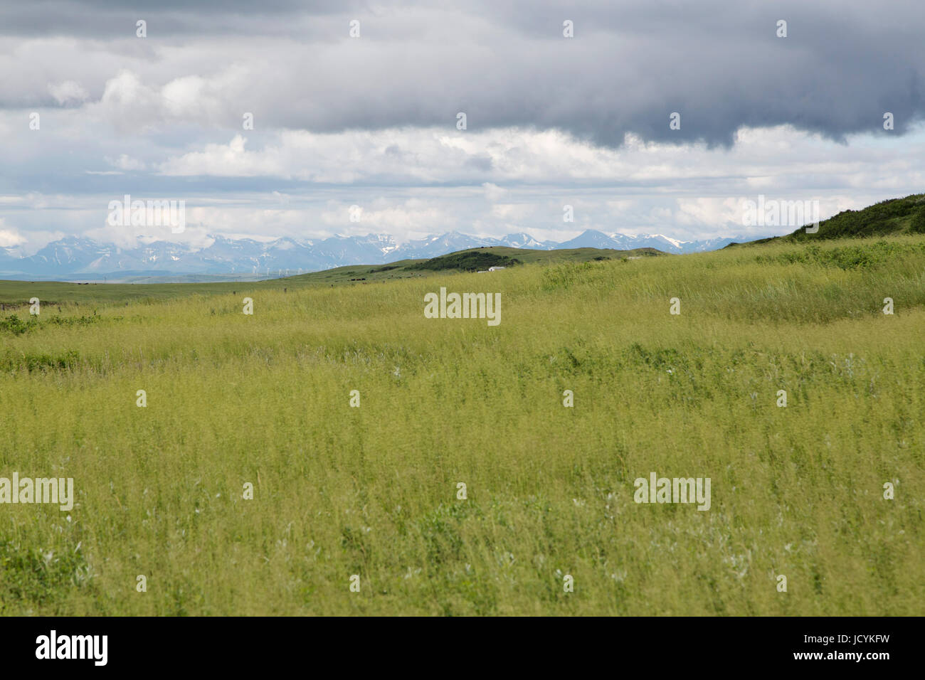 Prairie in der Porcupine Hills in der Nähe von Head-Smashed-In Buffalo Jump in Alberta, Kanada, der kanadischen Rockies am Horizont zu sehen. Stockfoto