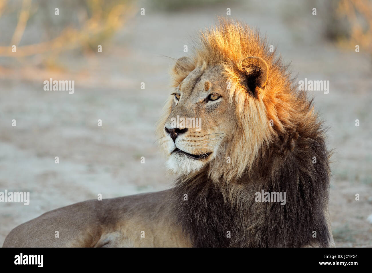 Porträt von einer großen männlichen afrikanischen Löwen (Panthera Leo), Südafrika Stockfoto