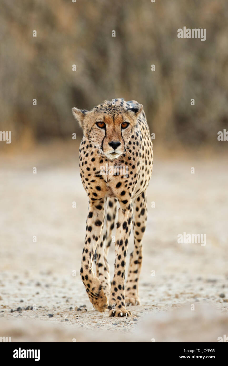 Eine Warnung Gepard (Acinonyx Jubatus) Wandern, Kalahari-Wüste, Südafrika Stockfoto