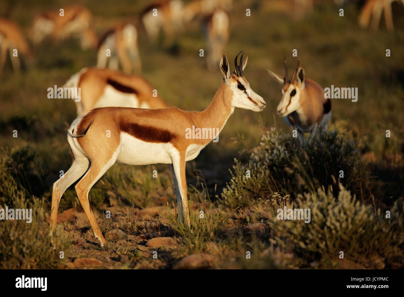 Springbok-Antilopen (Antidorcas Marsupialis) im natürlichen Lebensraum, Südafrika Stockfoto