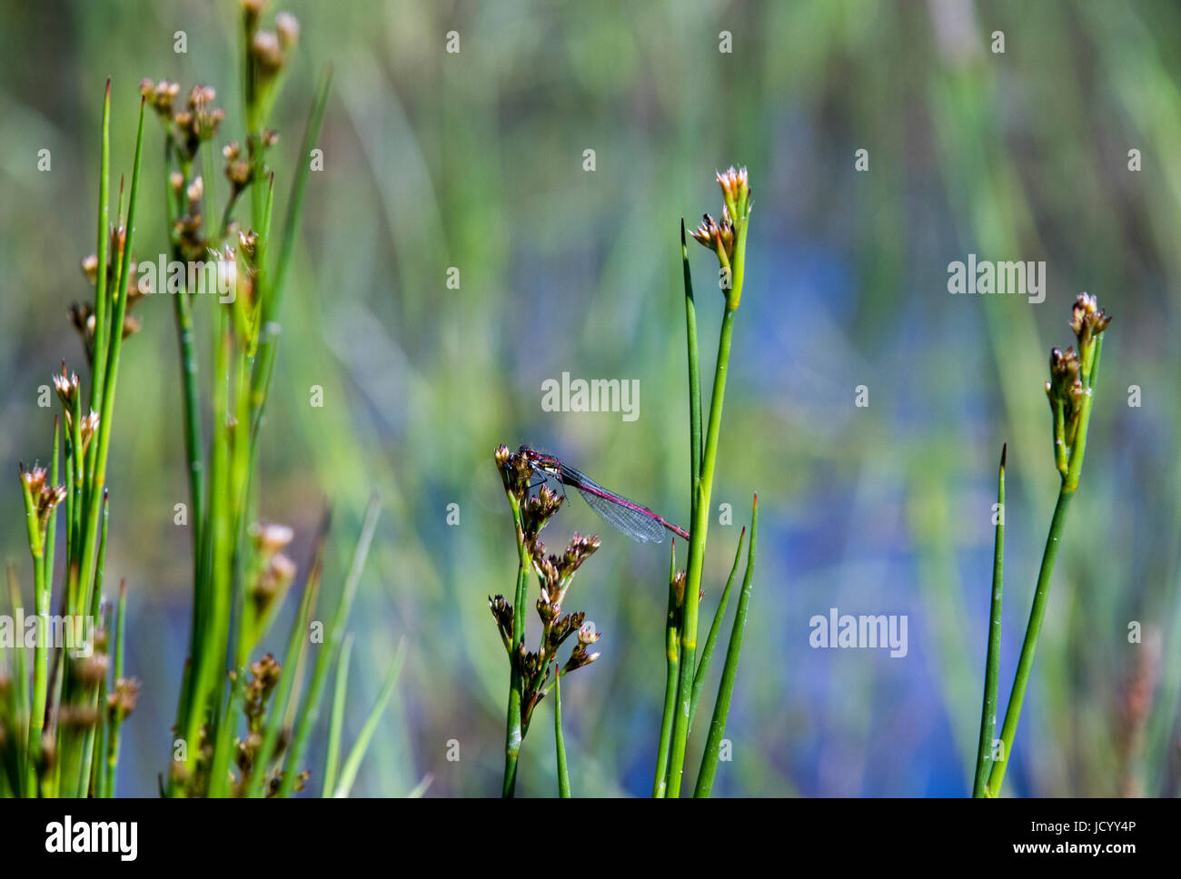 Große rote damselfly Stockfoto