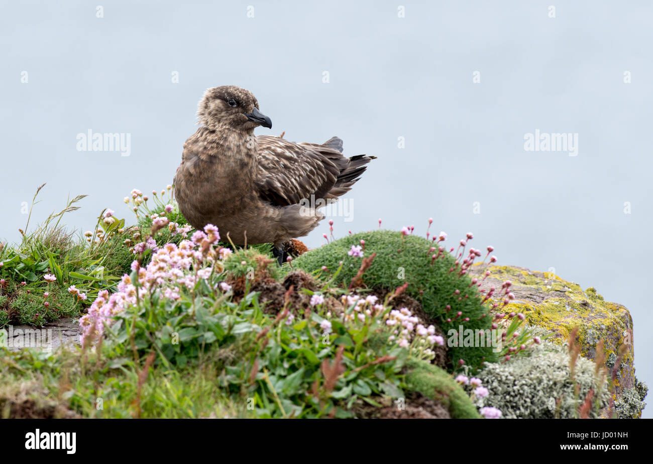 Great Skua oder Bonxie (Catharacta Skua) auf einer Klippe, Handa Island, Schottland Stockfoto