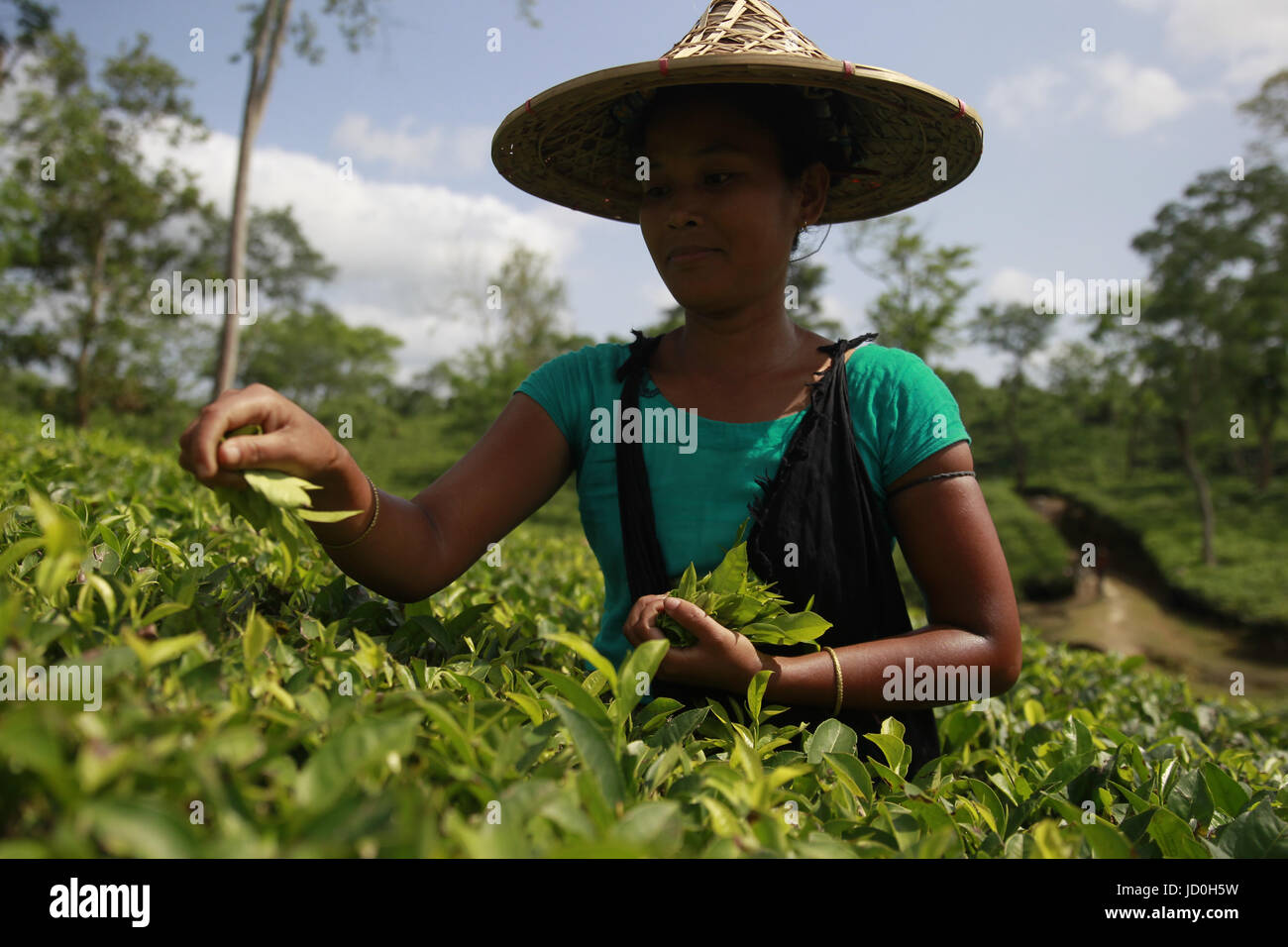 Dhaka, Bangladesch.  Bangladeshi Teepflückerinnen arbeitest du ein Teegarten in Shylhet, Bangladesch.  Mitwirkende: Shamshul Haider Becker / Alamy Stock Foto Stockfoto