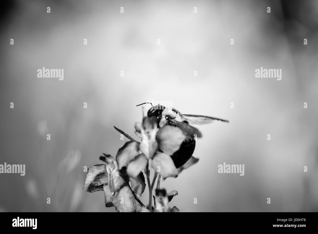Eine Biene (Xylocopa virginica) auf einer Blume gegen eine verträumte Hintergrund Stockfoto