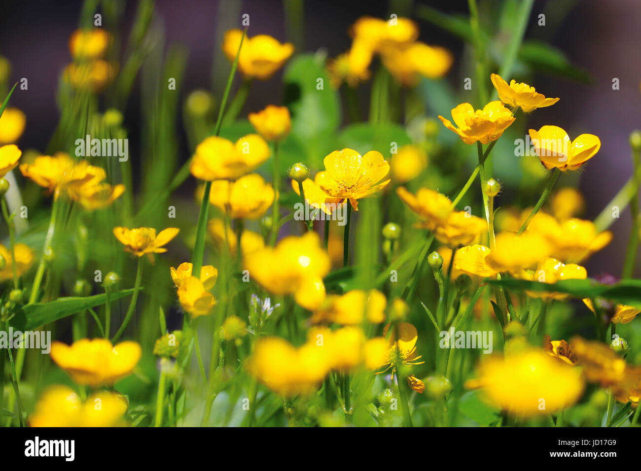 Cluster von glänzenden gelben knolligen Hahnenfuß Blumen auf der sonnigen Wiese Stockfoto