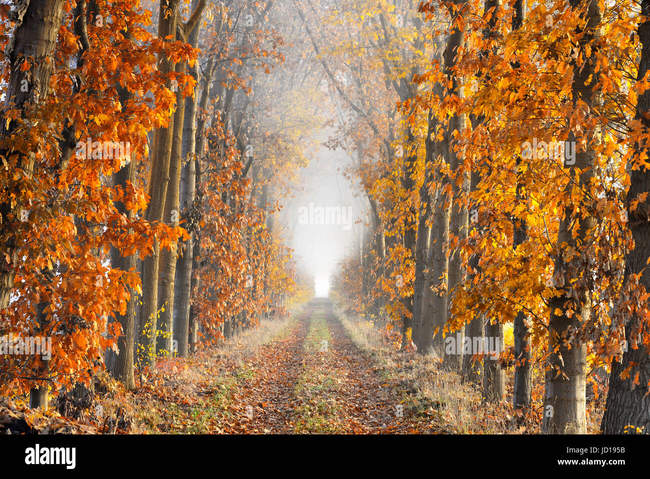 Eine Gasse mit Laub auf dem Boden, gesäumt von Bäumen im Herbst Farben zeigen große Perspektive und endend im Nebel. Stockfoto
