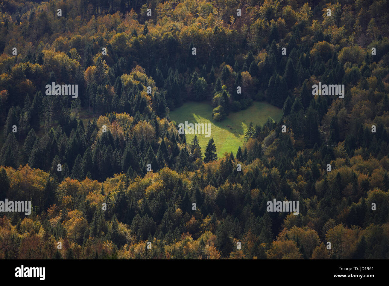 Herzform im Wald rund um Lake Bled in Slowenien in herbstlichen Farben mit Liebe zur Natur. Stockfoto
