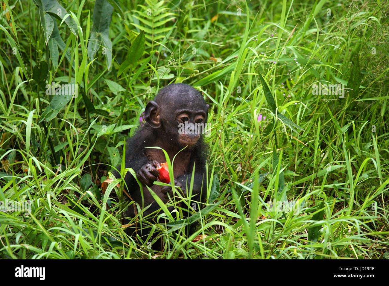 Ein Baby-Bonobo isst etwas. Demokratische Republik Kongo. Lola Ya BONOBO Nationalpark. Stockfoto