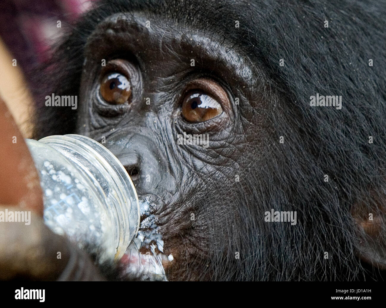 Ein Baby Bonobo trinkt Milch aus einer Flasche. Demokratische Republik Kongo. Lola Ya BONOBO Nationalpark. Stockfoto