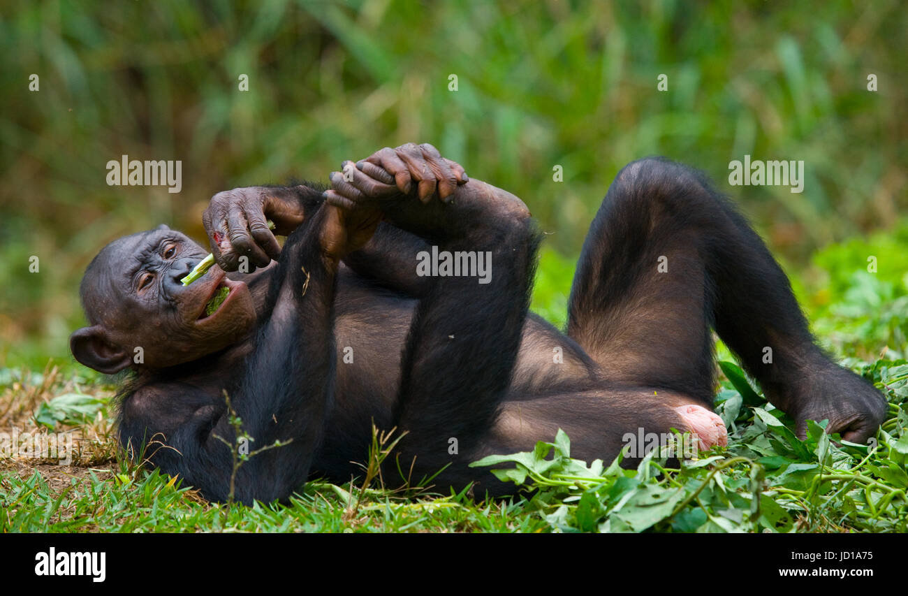 Bonobo liegt auf dem Gras. Demokratische Republik Kongo. Lola Ya BONOBO Nationalpark. Stockfoto