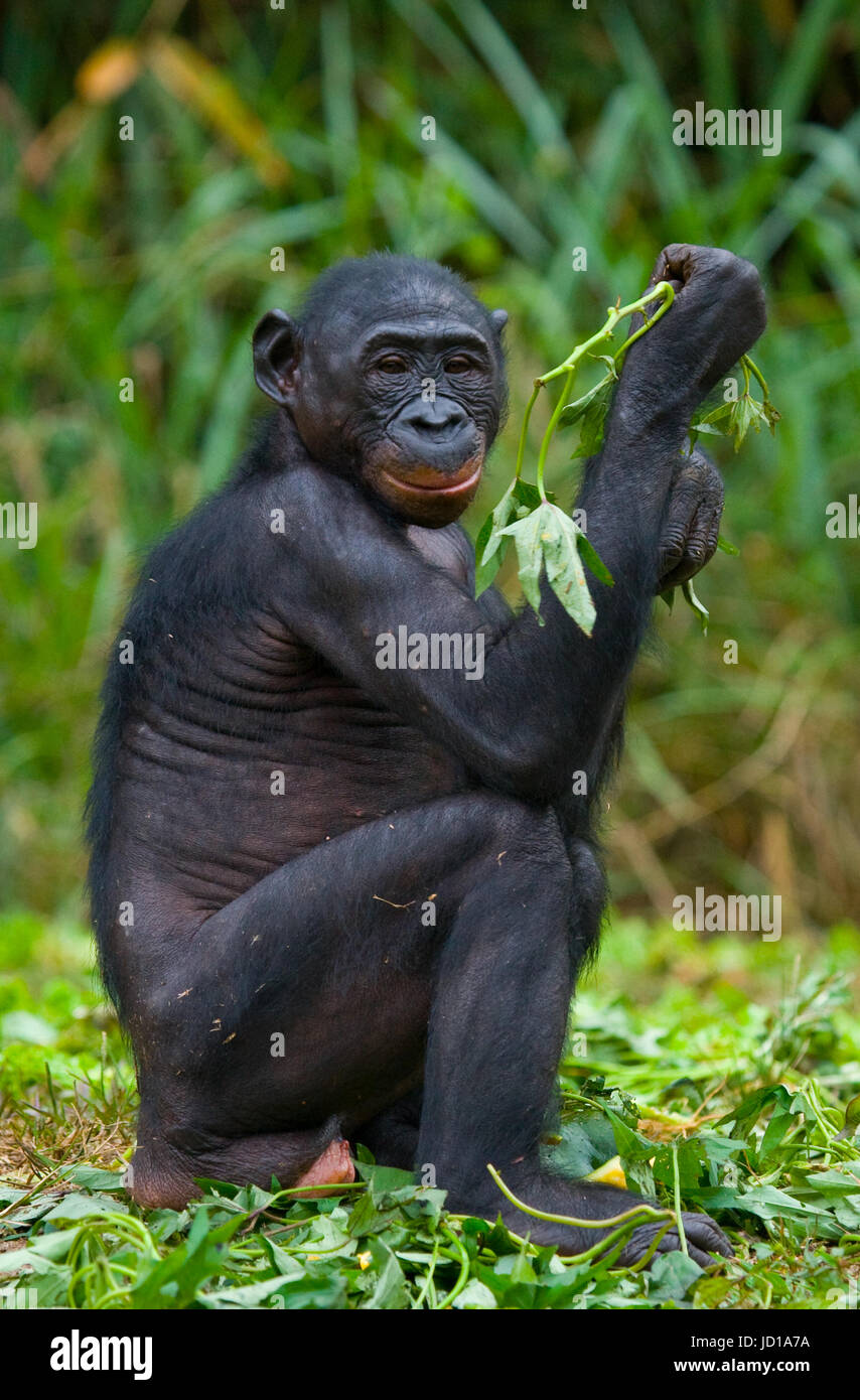 Bonobo sitzt auf dem Boden. Demokratische Republik Kongo. Lola Ya BONOBO Nationalpark. Stockfoto