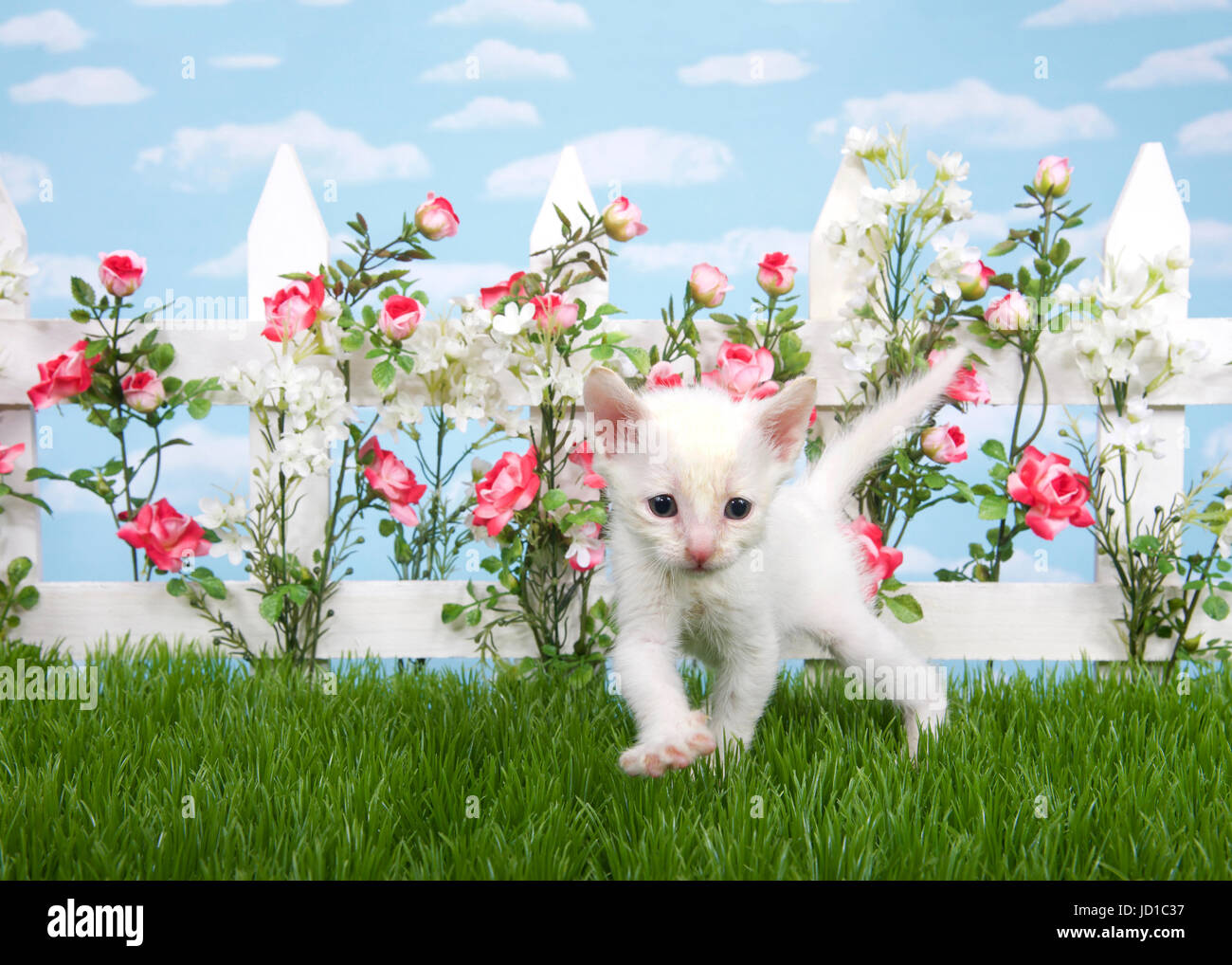 Kleine dünne weiße Katze im Gras, auf Viewer. weißen Lattenzaun mit rosa und roten Rosen mit weißen Blumen, blauer Himmel mit c Stockfoto