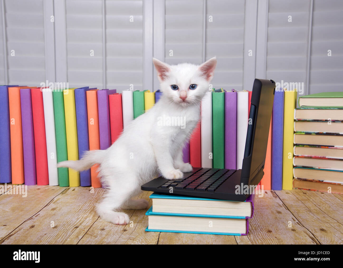 Flauschige weiße Katze sitzt auf einem Holz Tisch in einem kleinen tragbaren Computer des Typs Pfote auf Tastatur suchen, Reihe von bunten Bücher hinter, weiß, mit Klappen w Stockfoto