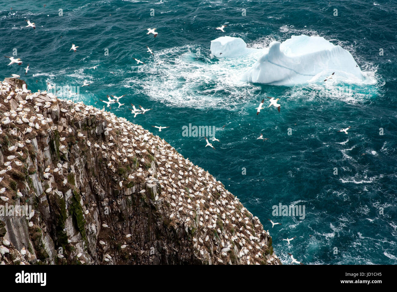 Nördlichen Basstölpel (Morus Bassanus) Cape St. Mary's Ecological Reserve, Cape St. Mary's, Avalon Halbinsel, Neufundland, Kanada Stockfoto