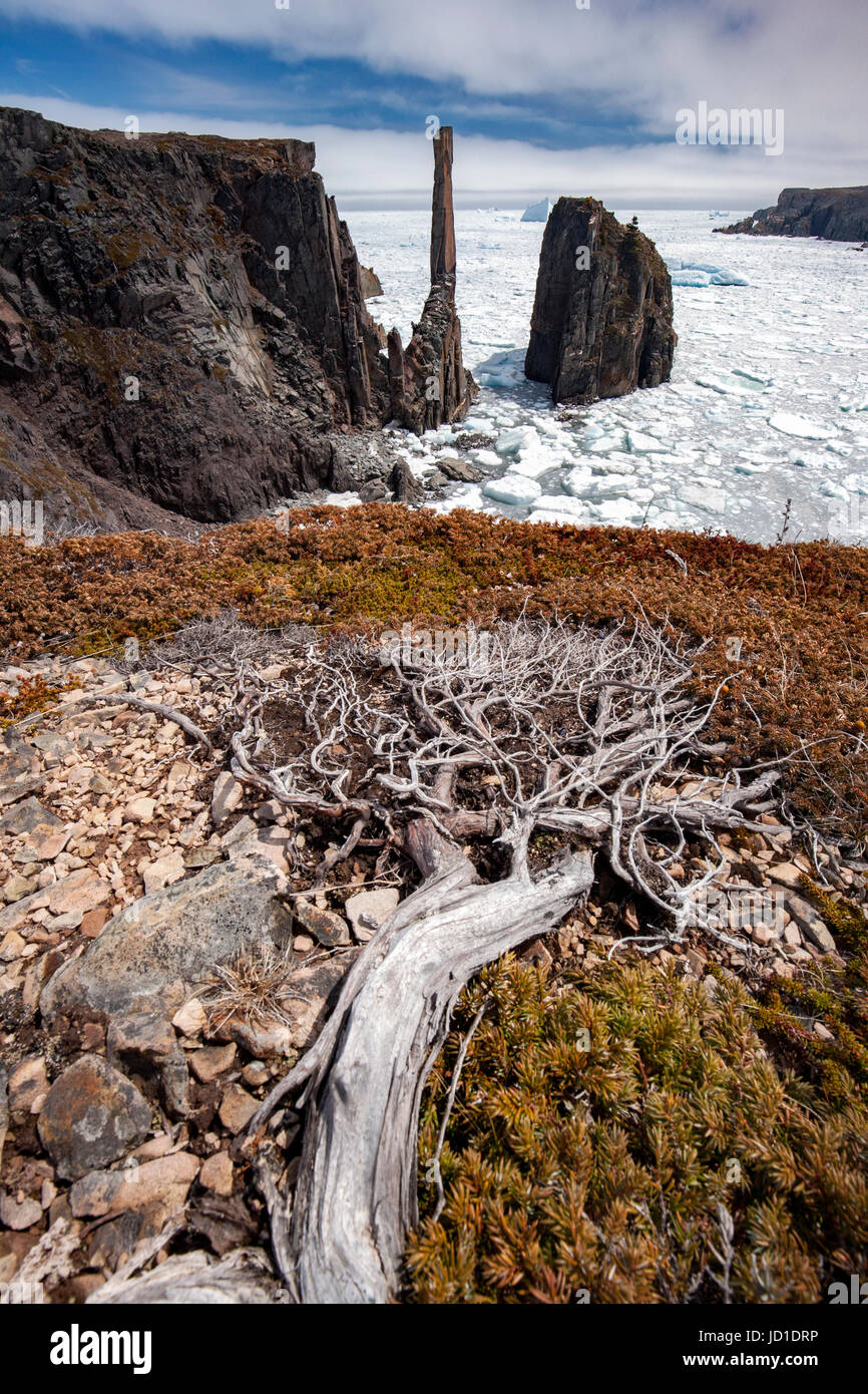 Zerklüftete Küste, Meer-Stacks und Meereis in der Spillars Bucht, in der Nähe von Bonavista, Kaphalbinsel Bonavista, Neufundland, Kanada Stockfoto