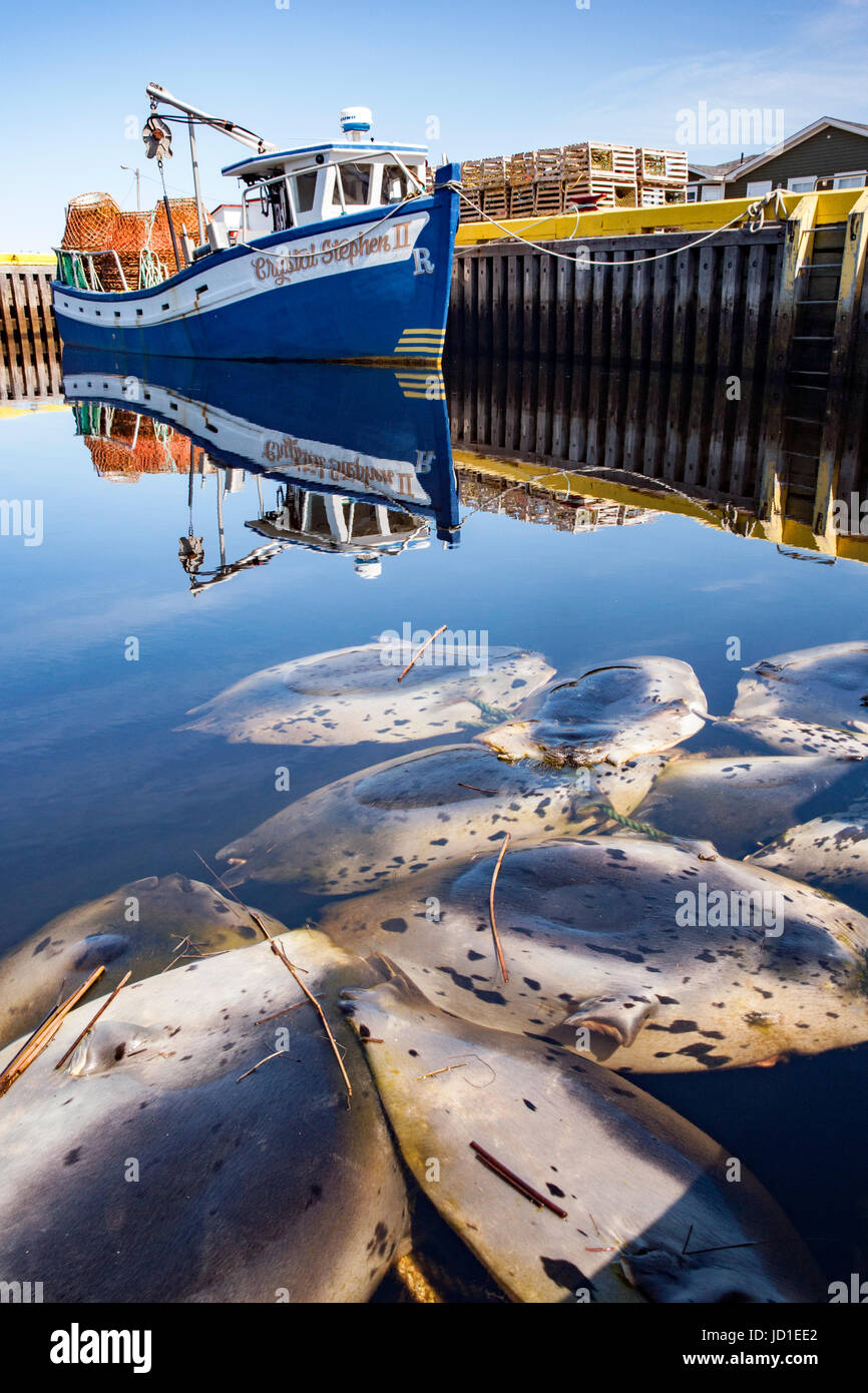 Hafen Sie Dichtung Haut Pelze im Hafen Bonavista, Neufundland, Kanada Stockfoto