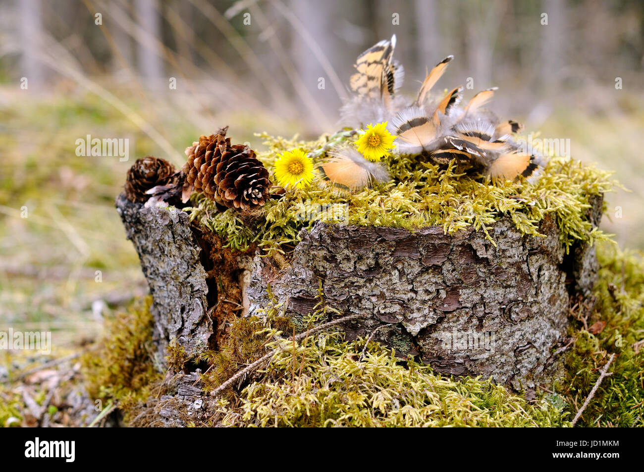 Rebhuhn Federn legen auf Moos in Form eines Vogels, Puumala Region, Finnland Stockfoto