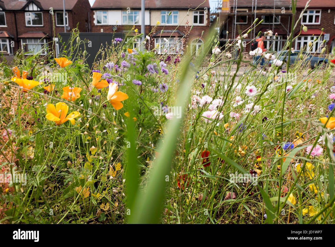 Befindet sich eine Fläche von Wildblumen wachsen vor dem Hintergrund einer vorstädtischen Doppelhaus Stockfoto