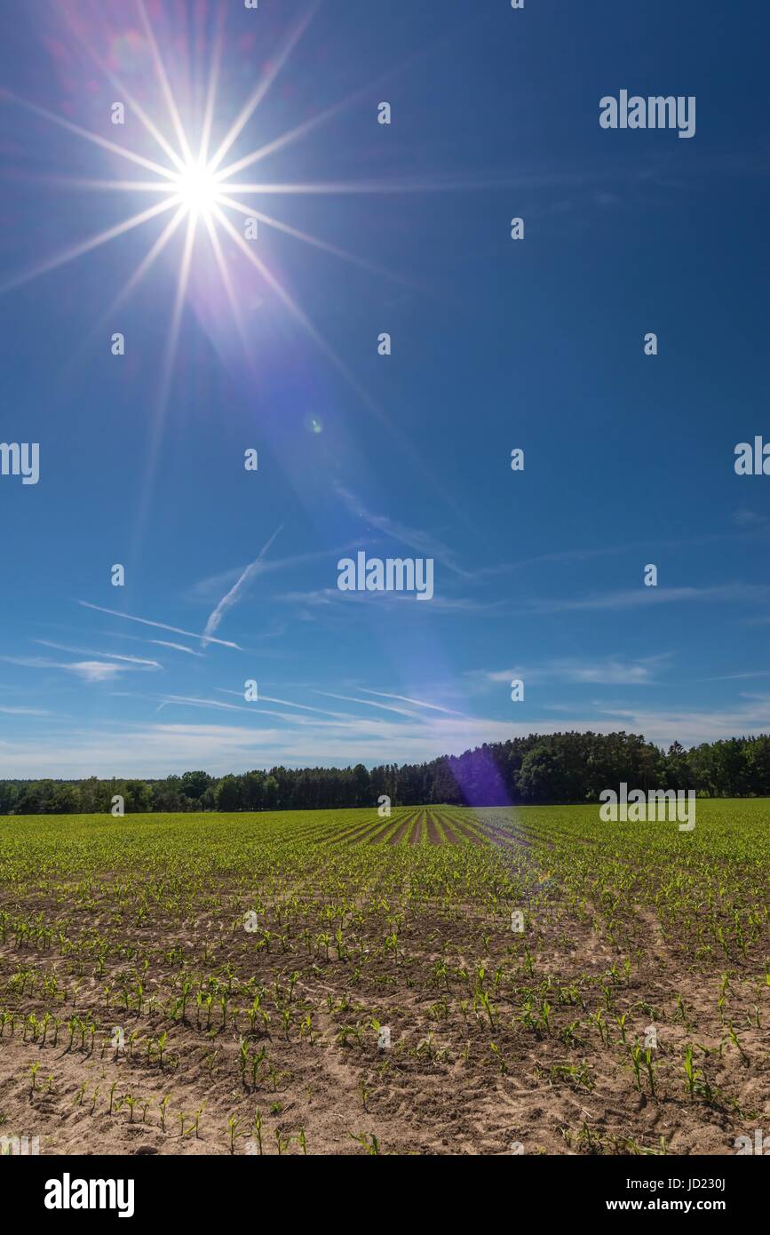 Vertikale Foto mit natürlichen Landschaftsmotiv der grünen Wiese mit jungen frischen Maispflanzen. Dunkelblauen Himmel mit Sonne und bedeutende Balken mit weißen langen Stockfoto