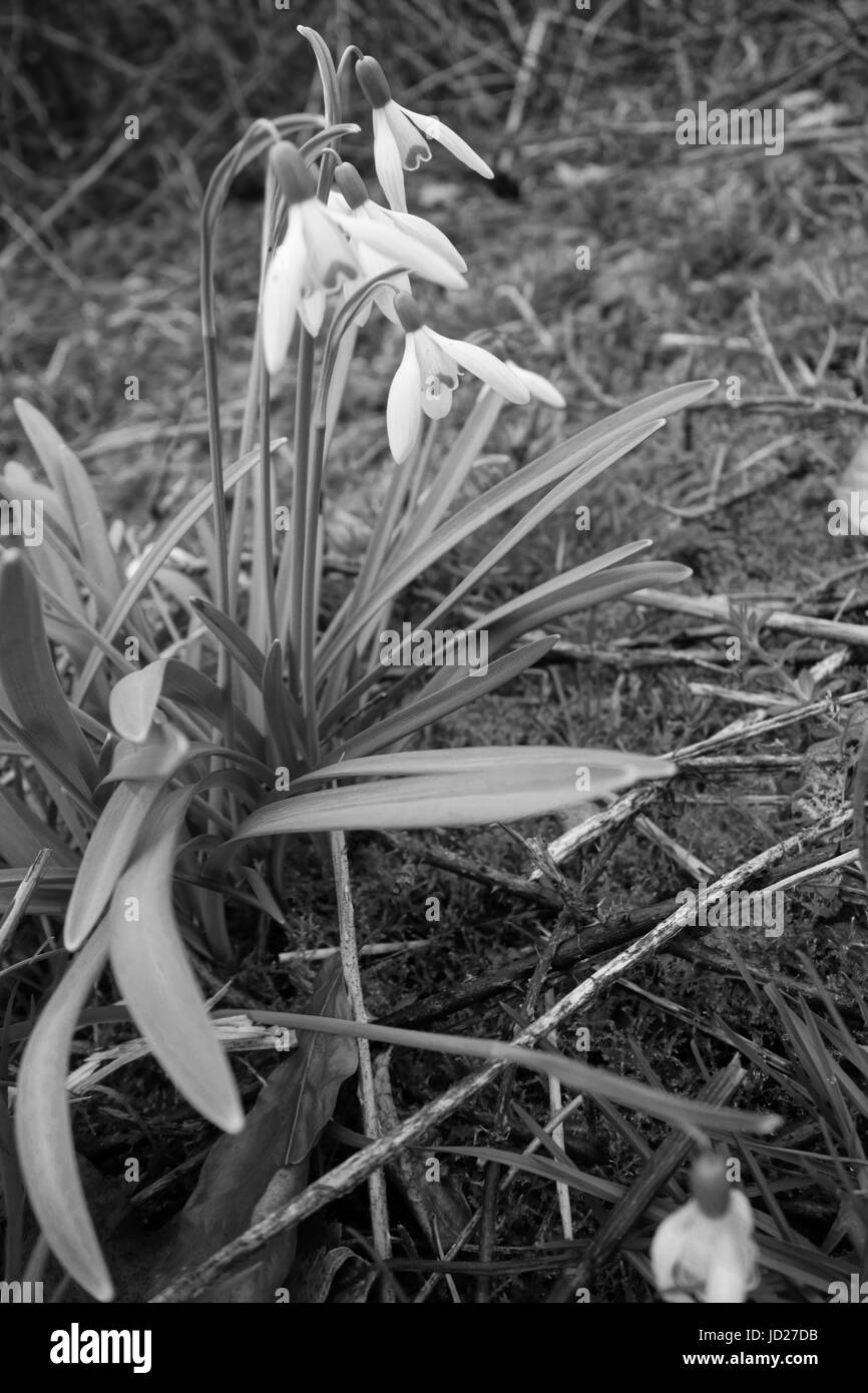 Blumen Stockfoto