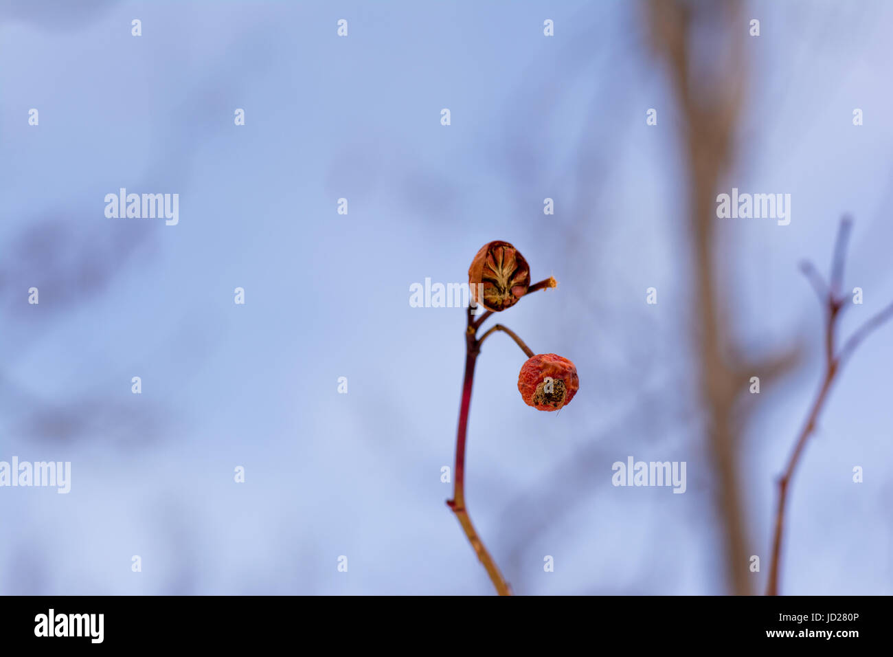 Die Rose sind nicht tot im winter Stockfoto