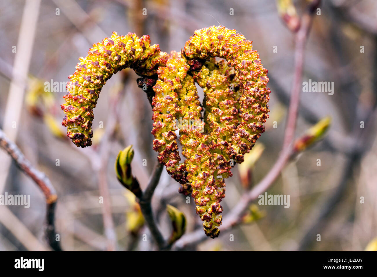 Nahaufnahme von bunten Werk in die Tablelands, Gros Morne National Park, in der Nähe von Woody Point, Neufundland, Kanada Stockfoto