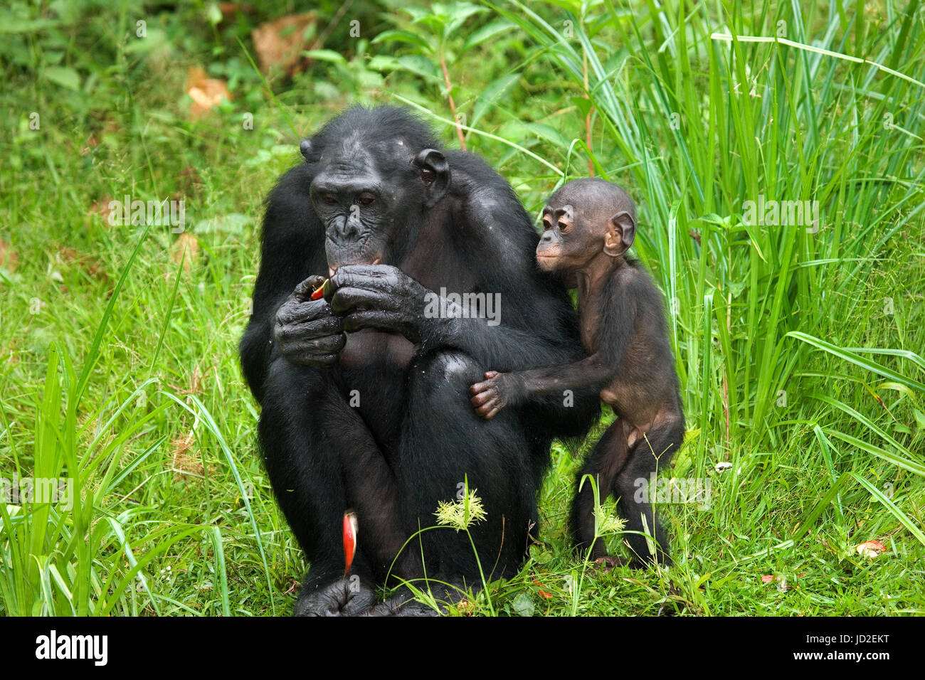 Weiblicher Bonobo mit einem Baby. Demokratische Republik Kongo. Lola Ya BONOBO Nationalpark. Stockfoto