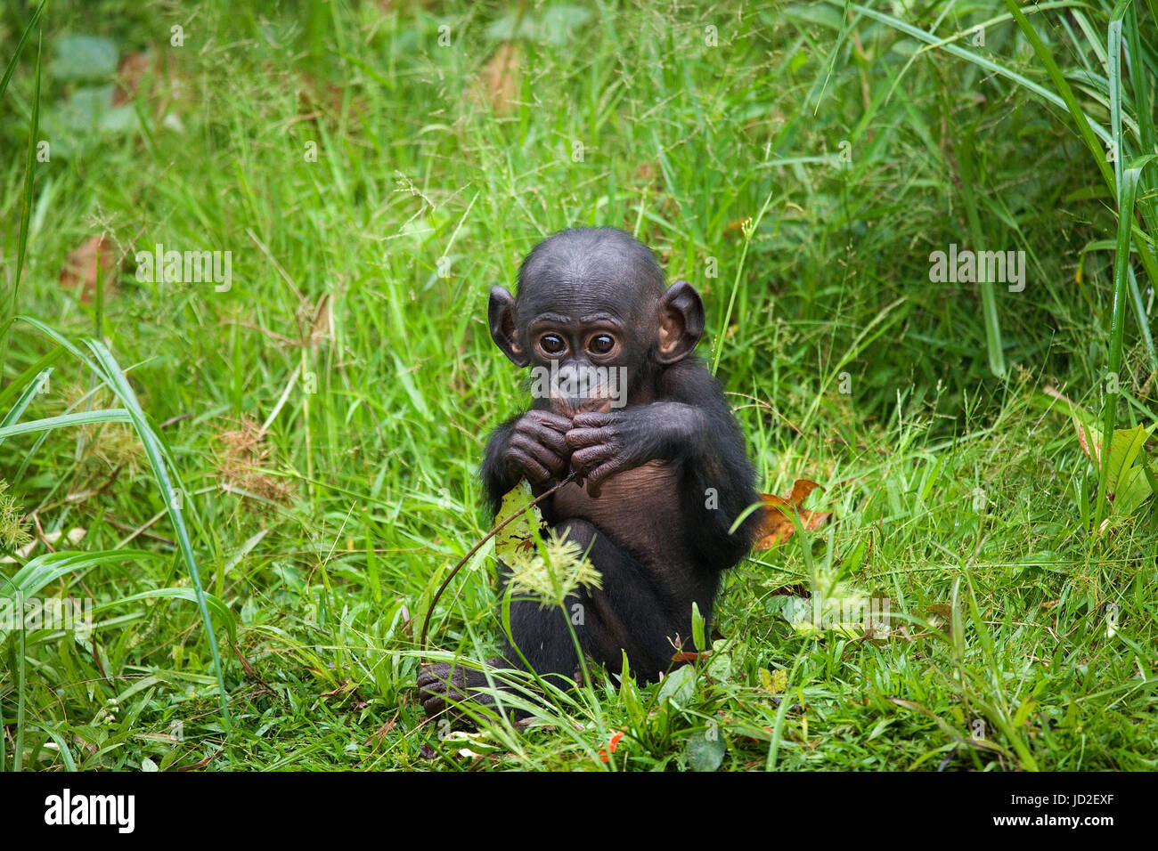 Ein Baby-Bonobo isst etwas. Demokratische Republik Kongo. Lola Ya BONOBO Nationalpark. Stockfoto