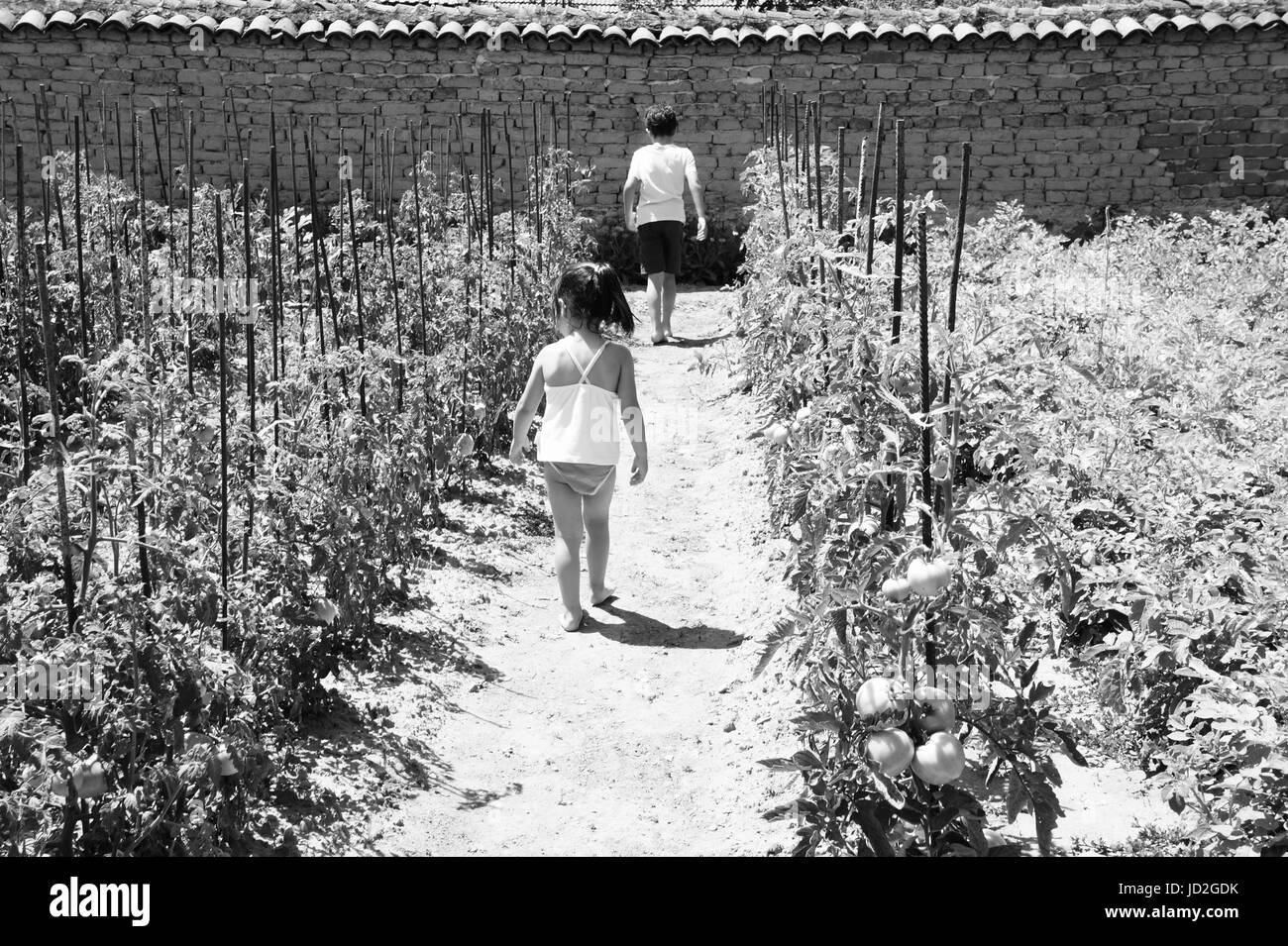 Ein kleines Mädchen und ein Junge zu Fuß auf einen Gartenweg, Check-out für reife Tomaten. Stockfoto