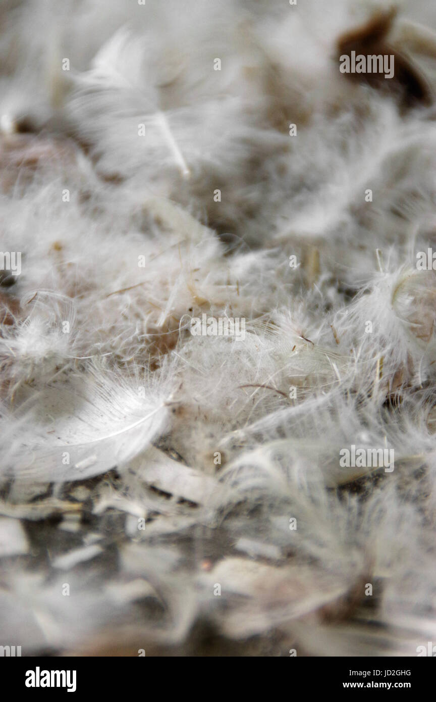 Der Haufen von flauschigen Federn. Das Gefieder in Nahaufnahme. Stockfoto