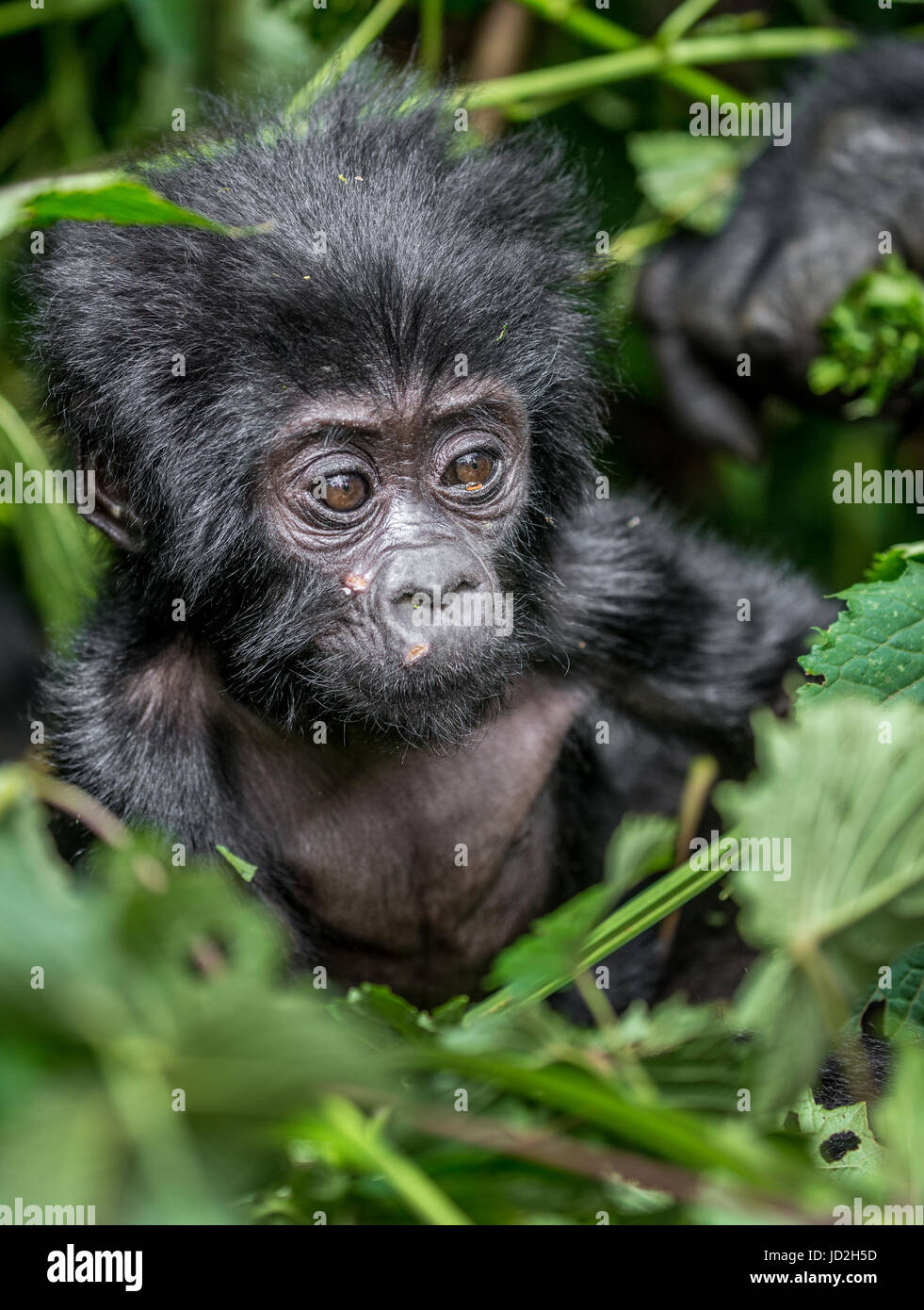 Porträt des Baby-Berggorillas. Uganda. Bwindi Inpenetrable Forest National Park. Stockfoto