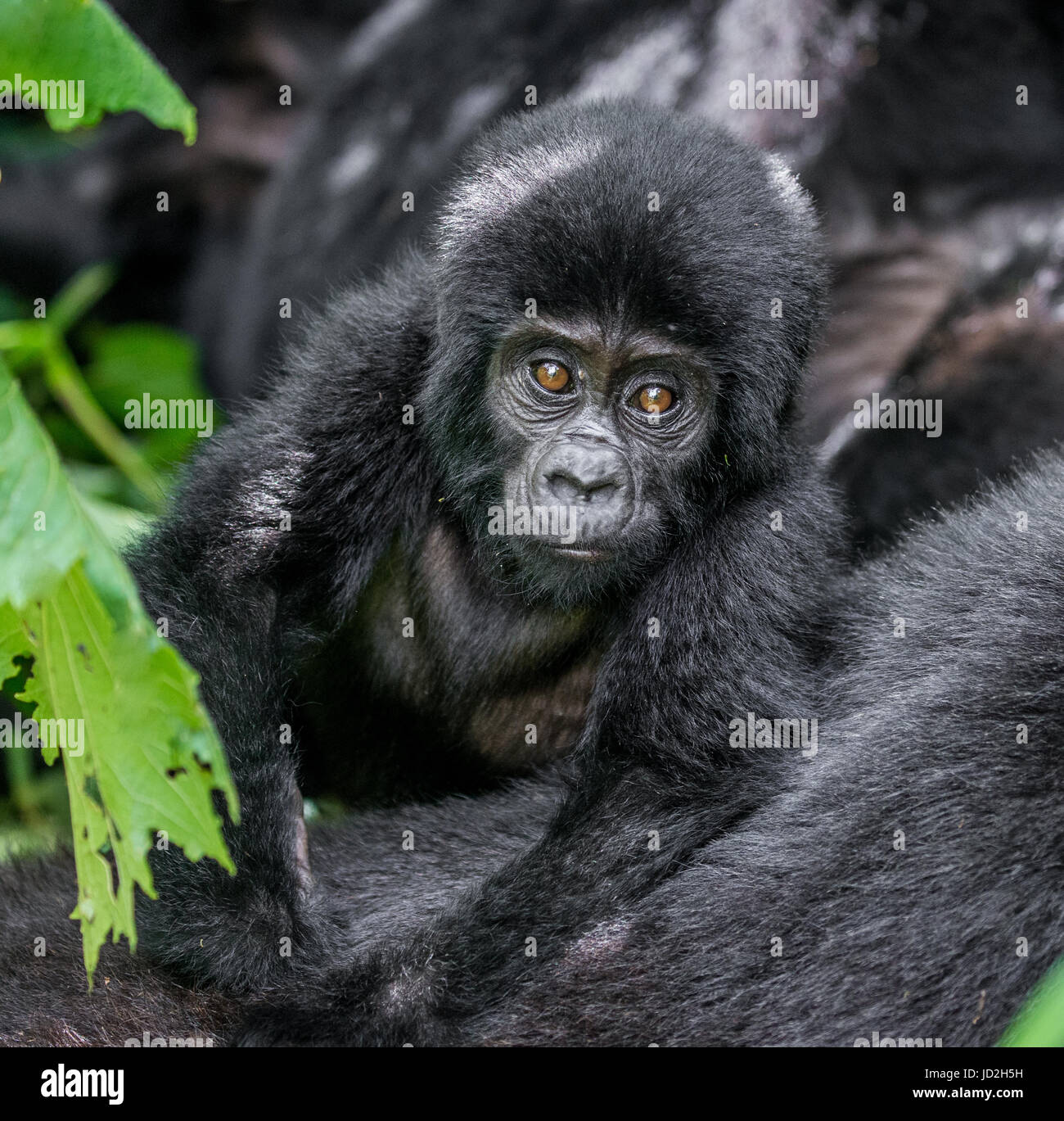 Portrat Des Baby Berggorillas Uganda Bwindi Undurchdringlichen Wald Nationalpark Eine Hervorragende Abbildung Stockfotografie Alamy