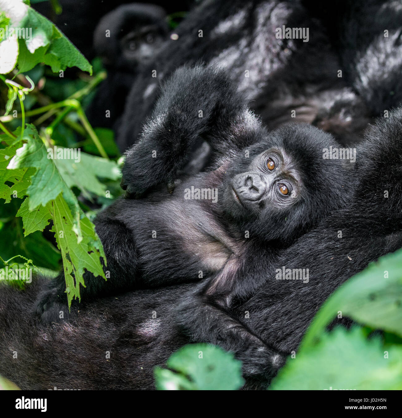 Porträt des Baby-Berggorillas. Uganda. Bwindi Inpenetrable Forest National Park. Stockfoto